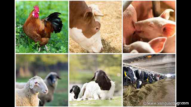 Nigeria eyes local vet drug manufacturing
