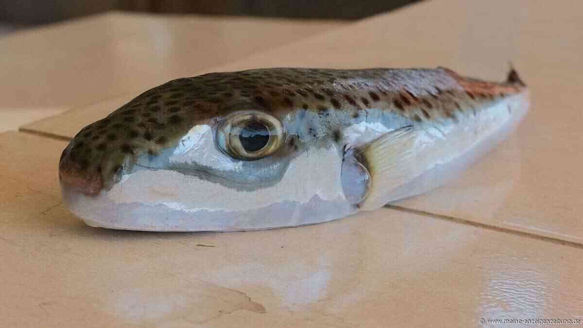 Griechenland: Jagd auf giftigen Hasenkopf-Kugelfisch