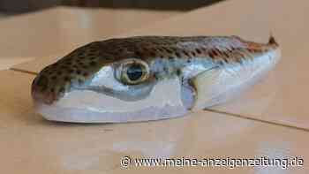 Griechenland: Jagd auf giftigen Hasenkopf-Kugelfisch