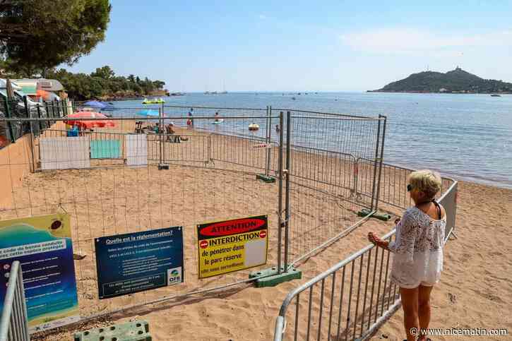 Un premier nid découvert, des spécimens observés au large des îles d’Hyères : la saison de ponte des tortues caouannes a débuté, un appel à la vigilance est lancé
