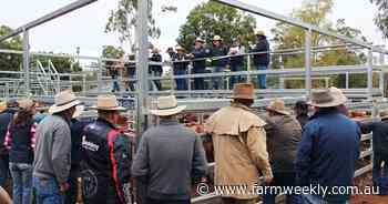 'About 50 to 70 cents down': Korean quota race exposes cattle market risks