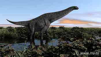 Fossiel in lade museum blijkt eerste gevonden bot van titanosaurus in Antarctica