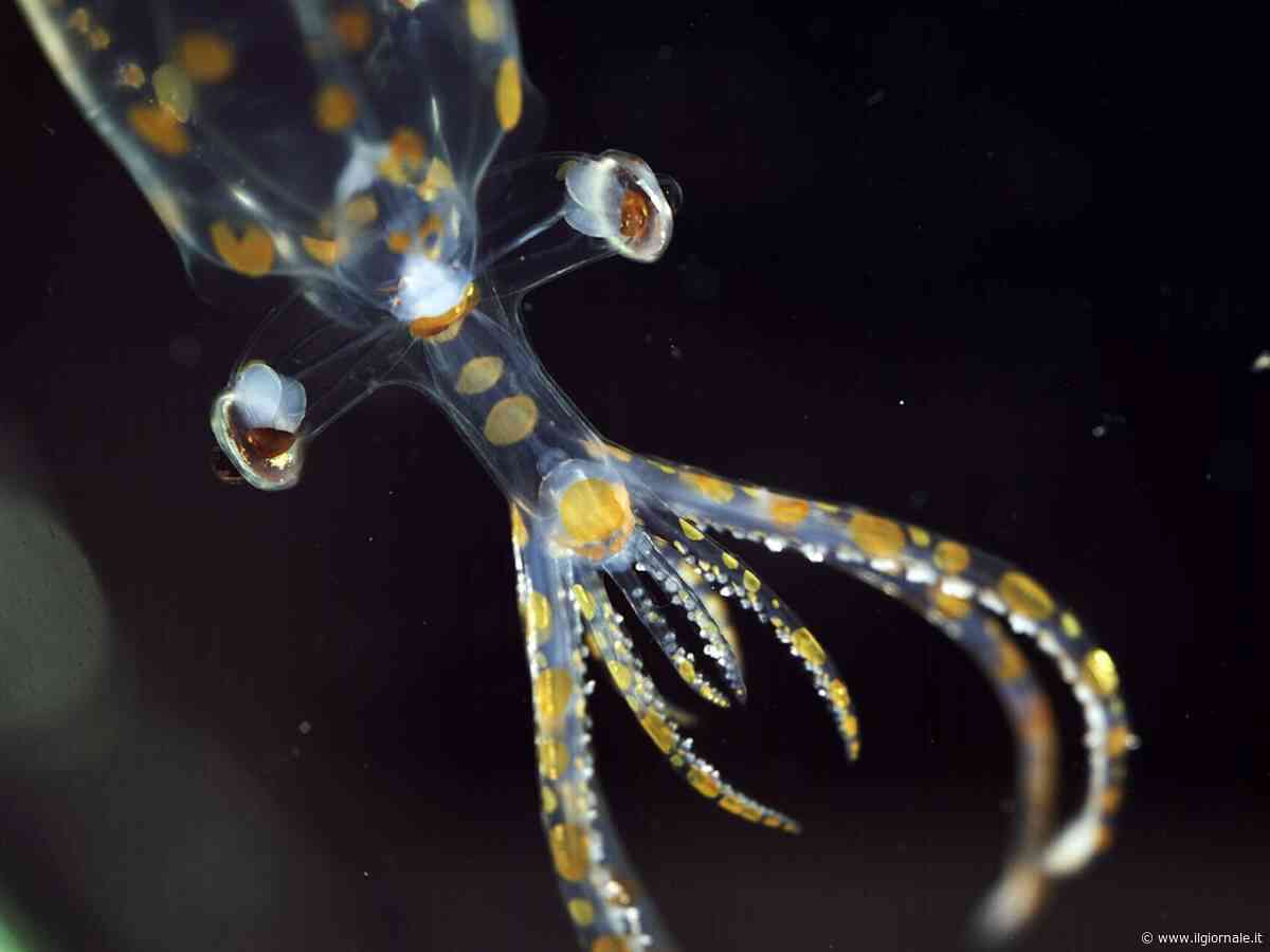 L’alieno chiamato calamaro di vetro e le altre trenta creature scoperte negli abissi in due settimane