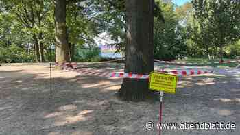 Warnung in Altona: Eichenprozessionsspinner an Touri-Hotspot entdeckt