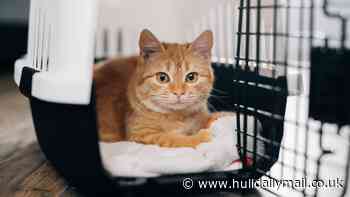 RSPCA fears Humber pet owners choosing AI over vet visits is a 'ticking time bomb'