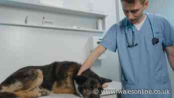 '10-minute phone call' could save pet owners '£50 on each vet visit'