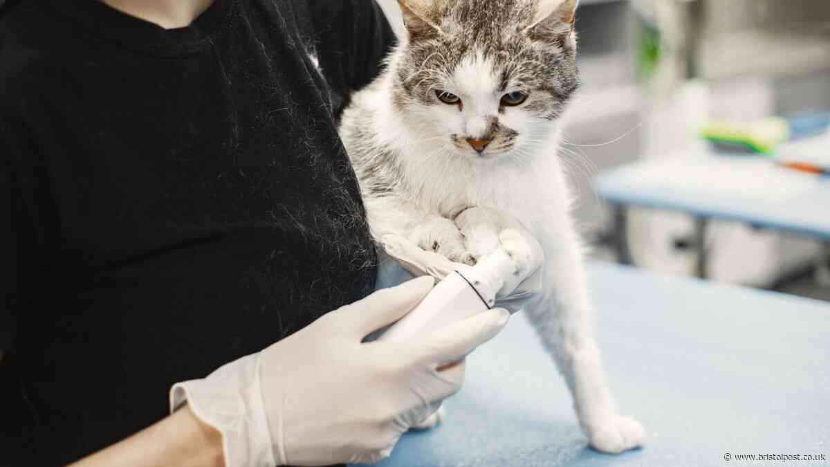 Pet owners could save '£50 on each vet visit' with '10-minute phone call'