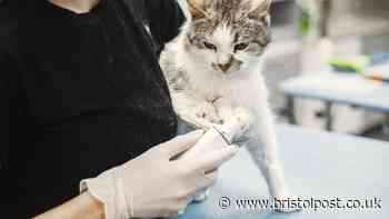 Pet owners could save '£50 on each vet visit' with '10-minute phone call'