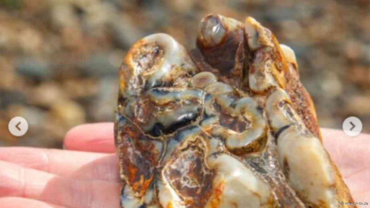 An Strand in England: Elfjähriger findet Millionen Jahre alten Elefantenzahn
