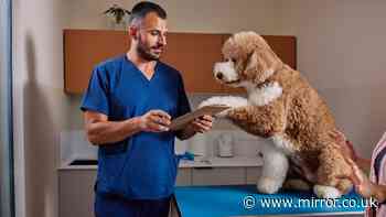 Vet expert warns of simple mistake that could cost pet owners hundreds