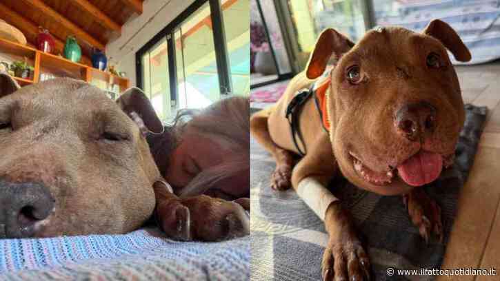 “È morta nel suo vero regno, quello del mio cuore”: addio a Palla, la cagnolina diventata simbolo di tutti i cani seviziati e maltrattati