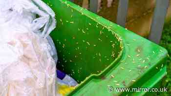 Binman's 'maggot' warning to anyone with wheelie bins outside