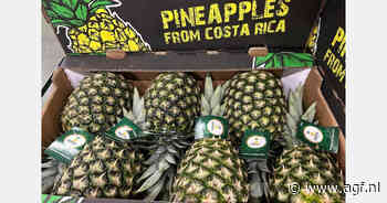 "Verlate natural flowering zorgt voor gigantisch aanbod ananas op de markt"