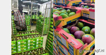 Senegalese mango's profiteren van sterke marktpositie ten opzichte van andere West-Afrikaanse landen