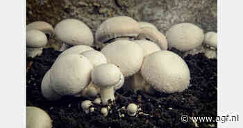 Geohydroloog Ton van der Linden ruilt adviesbureau voor champignonkwekerij Agarica