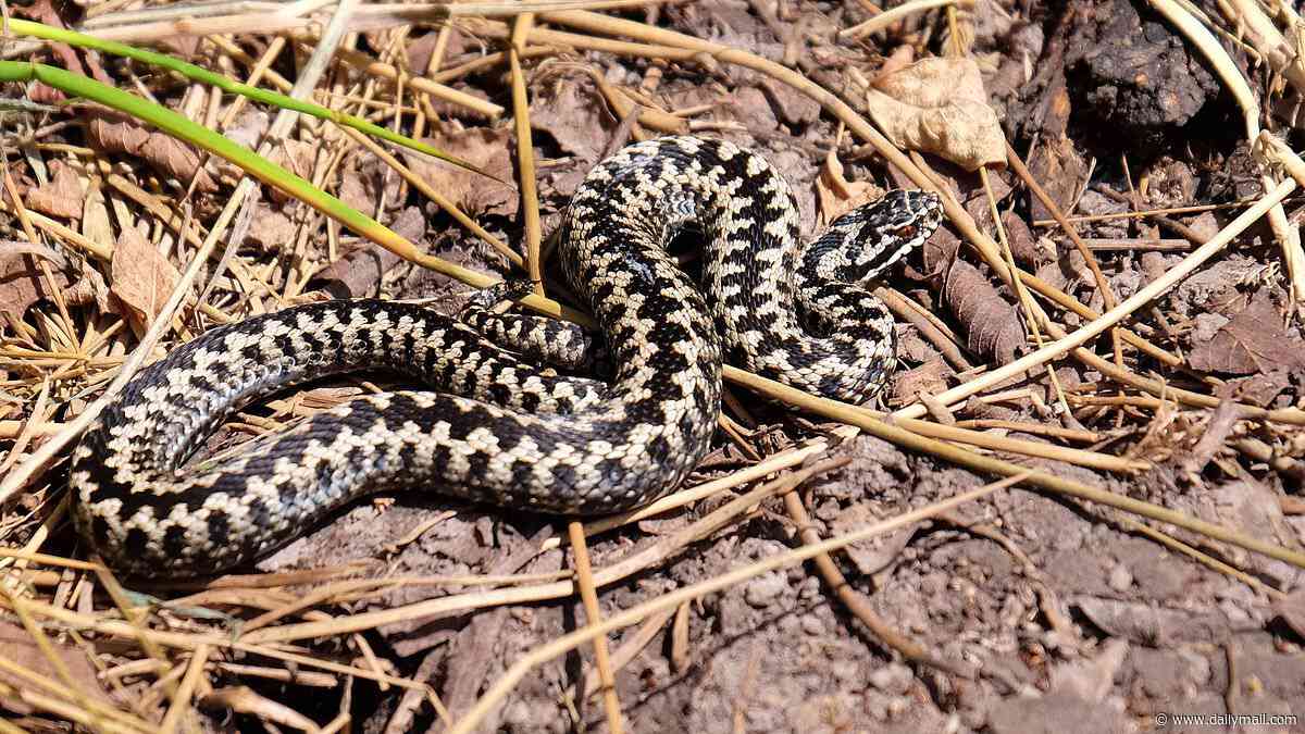 Britain's most dangerous snake strikes in Suffolk: Dad is bitten by an adder while paddleboarding - leaving him with an 'elephant leg' and unable to walk