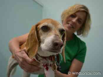 Windsor animal advocates applaud province-wide ban on unnecessary pet surgeries