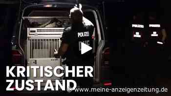 Video: SEK fasst Doppelmord-Verdächtigen in einem Maisfeld bei Bremen