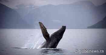 Food supply, conservation efforts turned B.C. waters into whale-sighting hotspot