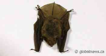 Doctors detail 2024 Ontario child rabies death in effort to warn about contact with bats