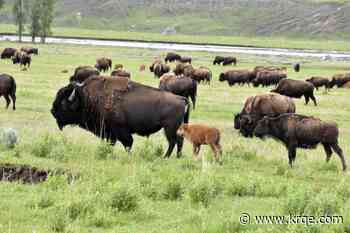 12-year-old injured by bison in Yellowstone National Park
