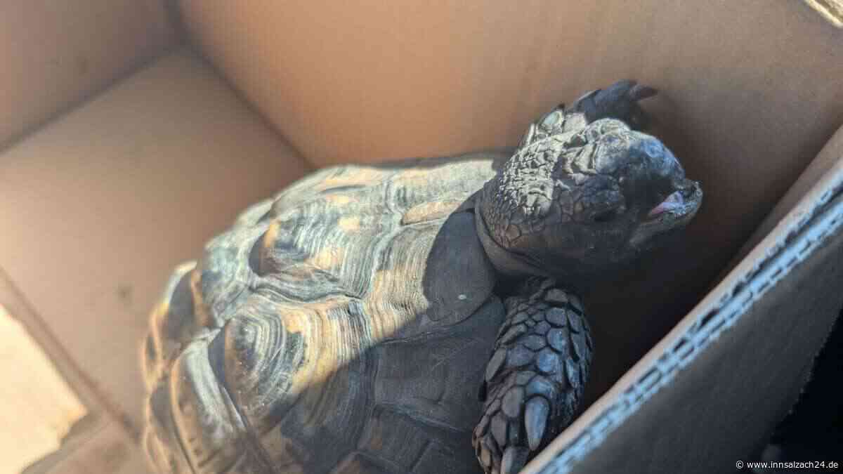 Tierischer Einsatz in Bruckmühl – Schildkröte auf Abwegen