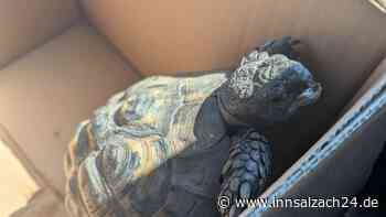Tierischer Einsatz in Bruckmühl – Schildkröte auf Abwegen