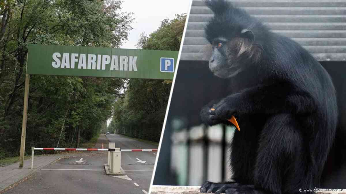Ontsnapte kuifmangabey loopt nog altijd los rond: 'Kan nog even duren'