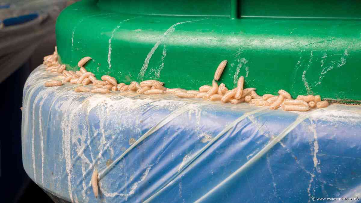 Binman's wheelie bin maggot warning for all UK homes