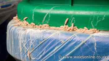 Binman's wheelie bin maggot warning for all UK homes
