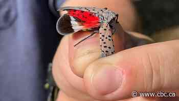 New research suggests invasive spotted lanternfly may be able to survive Canadian winters