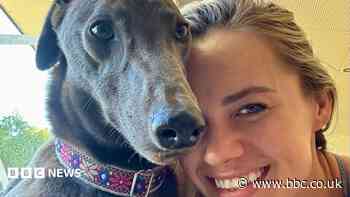 Greyhound who refuses to race finds Stateside home