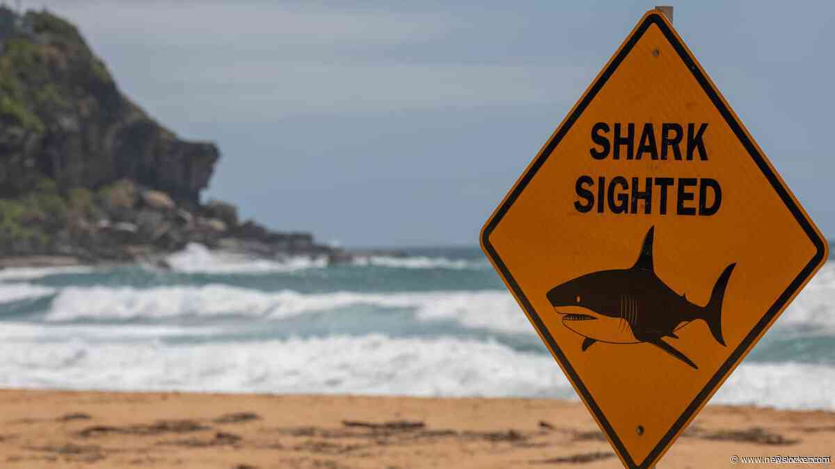 Stranden in Sydney krijgen permanente dronebewaking na haaienaanvallen
