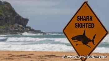 Stranden in Sydney krijgen permanente dronebewaking na haaienaanvallen