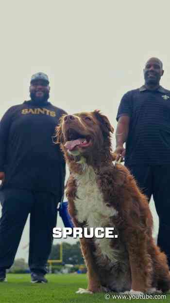 Devery Henderson, Saints grounds crew share yard tips #saints #nfl