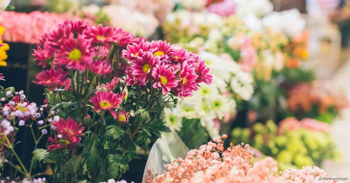 Niftrik Bloemen en Planten failliet
