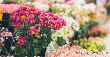 Niftrik Bloemen en Planten failliet