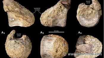 The bone hidden in a drawer for 40 years that turned out to be Antarctica's first dinosaur fossil: Rediscovered remains belonged to a titanosaur - the largest animal to ever walk the Earth