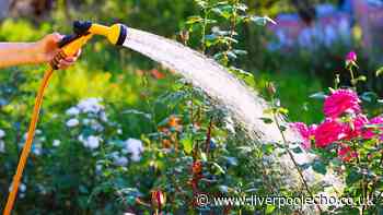 Households should water garden plants at 2 key times of day to help them thrive in summer heat