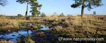 Samenwerken aan een robuust watersysteem op de Utrechtse Heuvelrug