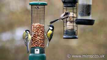 RSPCA warns gardeners to 'stop' feeding birds common item