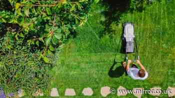 Garden grass stays 'lush and green' with £4 Home Bargains kit