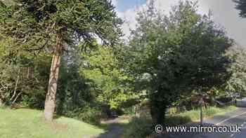 Urgent hunt for suspect after girl, 12, sexually assaulted in Plymouth woods