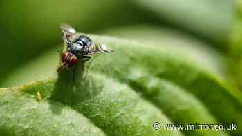 Fruit flies will vanish from your home for good if you pour 1 thing down the drain