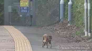 Terrified commuter spots huge 'Beast of Essex' big cat roaming on station platform