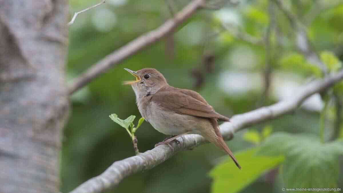 So können Sie vermeiden, dass Vögel den Garten verschmutzen: 5 Möglichkeiten, Terrassen und Gartenmöbel vor Vogelkot zu schützen