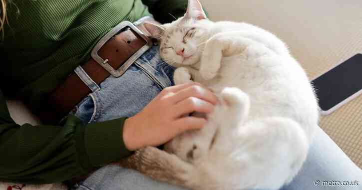 Warning issued after pet owners turn to AI for advice instead of vets