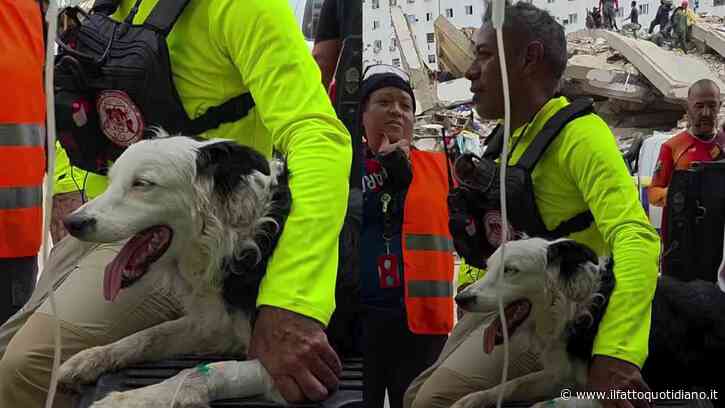 La cagnolina Tsunami è il simbolo del terremoto in Venezuela: con il suo fiuto ha aiutato a individuare quasi 100 persone sotto le macerie