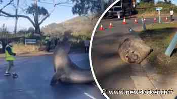 Gigantisch beest zorgt voor chaotische taferelen in Tasmanië