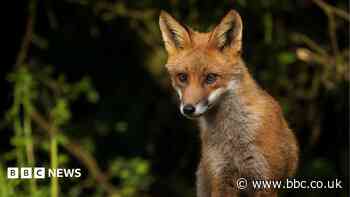 Snare ban long overdue, fox rescue charity says